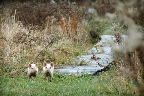 我們的環(huán)境會(huì)好嗎？——“數(shù)說”大氣、水、土壤污染防治三大戰(zhàn)役